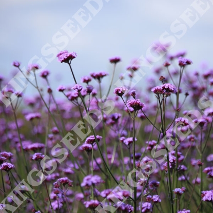 Picture of Verbena - Bonariensis Vanity